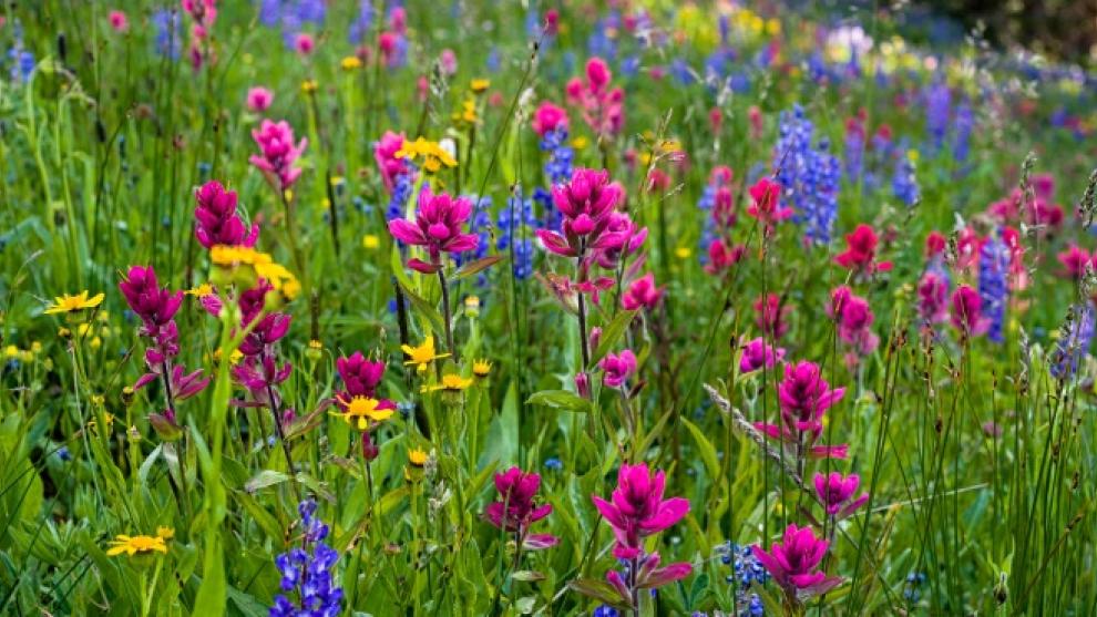 wildflowers in a field