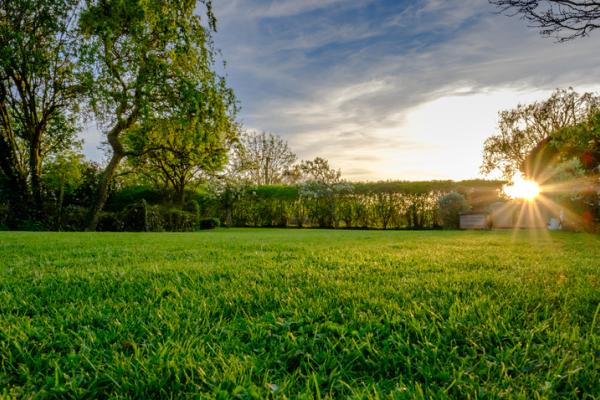 Trees and grass
